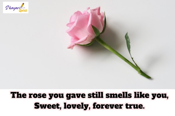 Romantic Rose Shayari